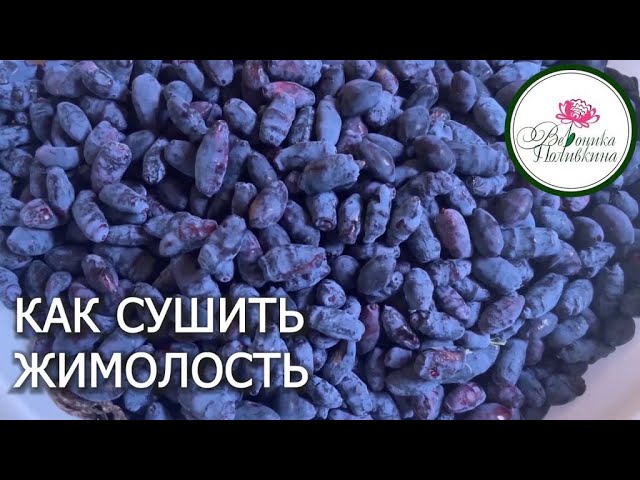 Как сушить жимолость