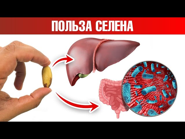 Не допускайте избытка и дефицита селена