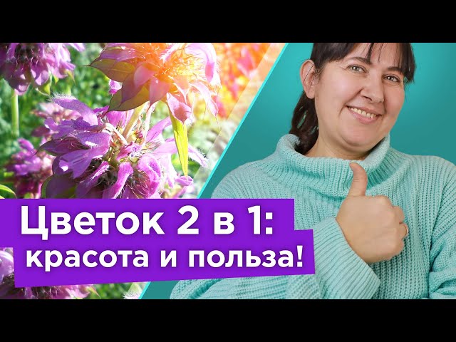 Эффектный цветок с ароматом бергамота