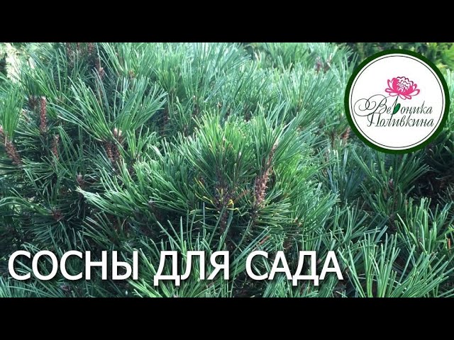 Хвойные в саду