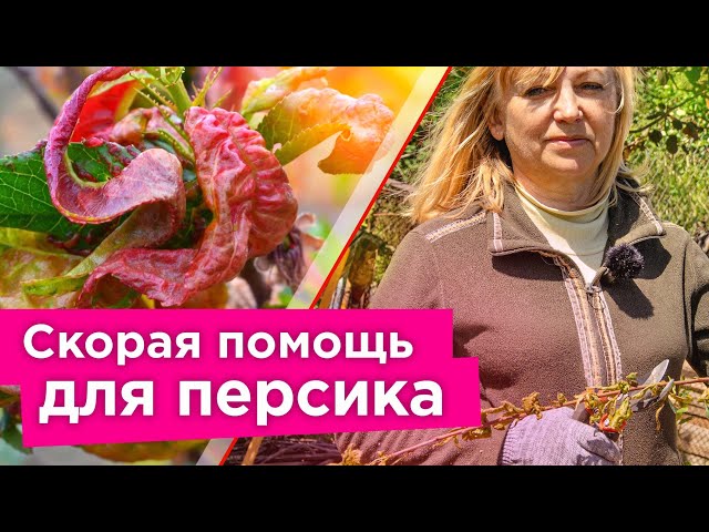 На персике курчавость листьев и камедетечение