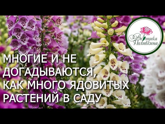 Ядовитые растения в саду