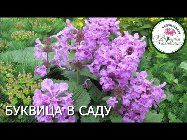 Буквица садовая