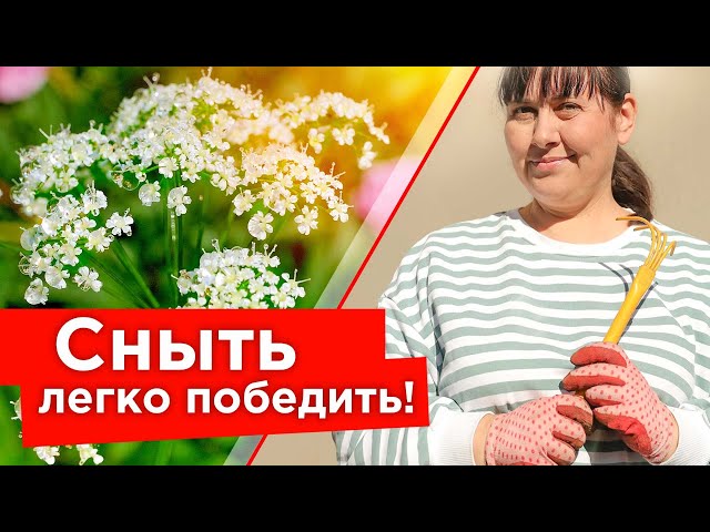 Сныть исчезнет с участка