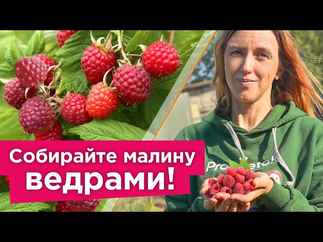 Чтобы было много сладкой и крупной малины без червяков, сделайте это во время цветения и налива ягод