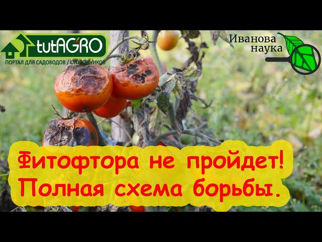 Как не пустить фитофтору к себе в огород