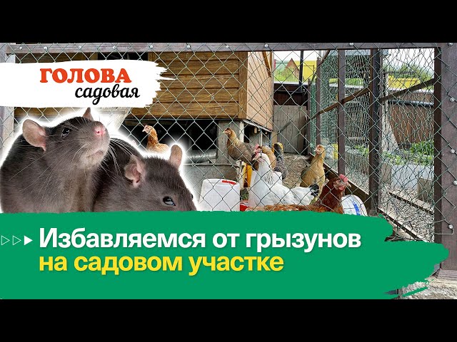 Избавляемся от грызунов на садовом участке