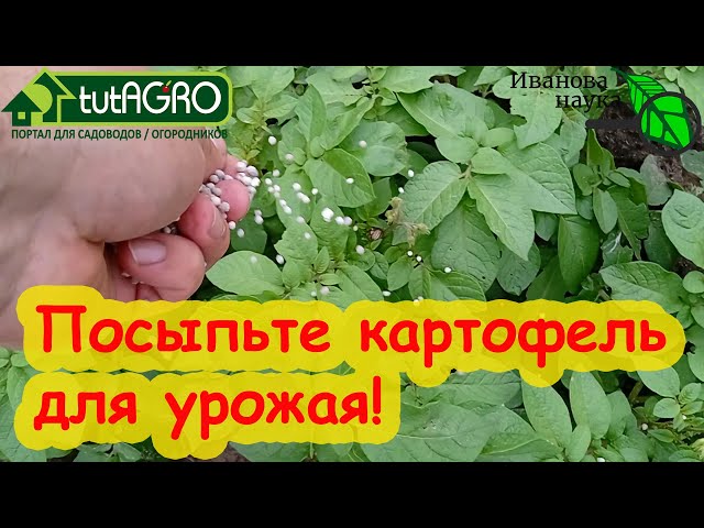 Окучивание картофеля