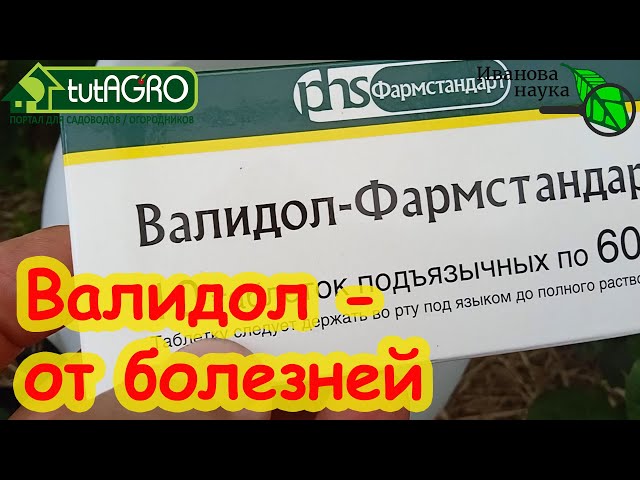 Как использовать валидол от фитофтороза и пероноспороза