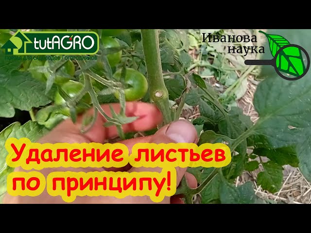 Самый простой принцип удаления листьев у томата