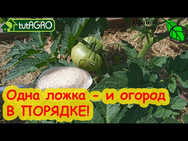 Одна ложка - и сад и огород в полном порядке