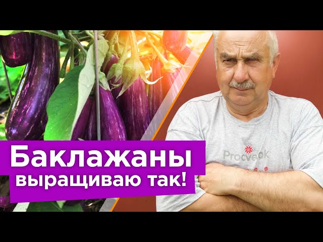 Коварная ошибка, из-за которой у вас не растут баклажаны