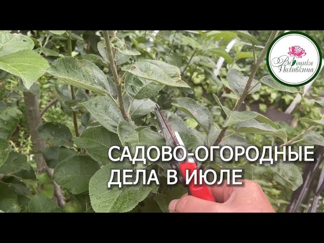 Садово-огородные дела в июле