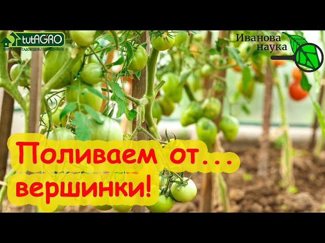 Как правильно поливать томаты при вершинной гнили