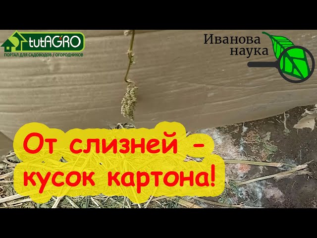 От слизней поможет кусок картона