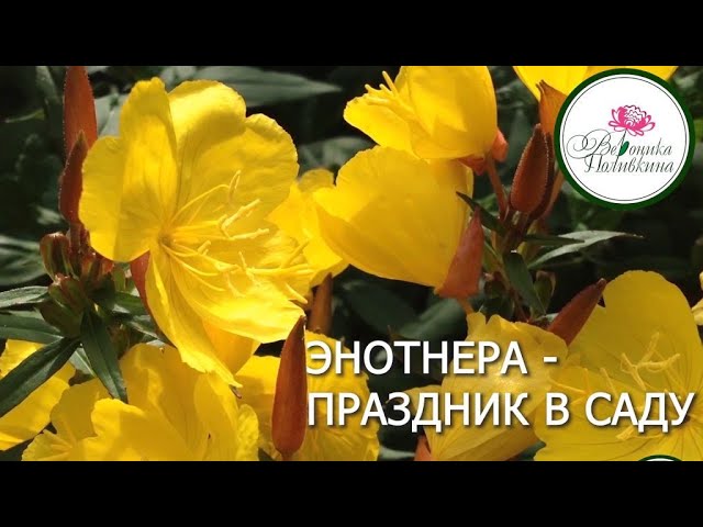 Энотера - праздник в саду