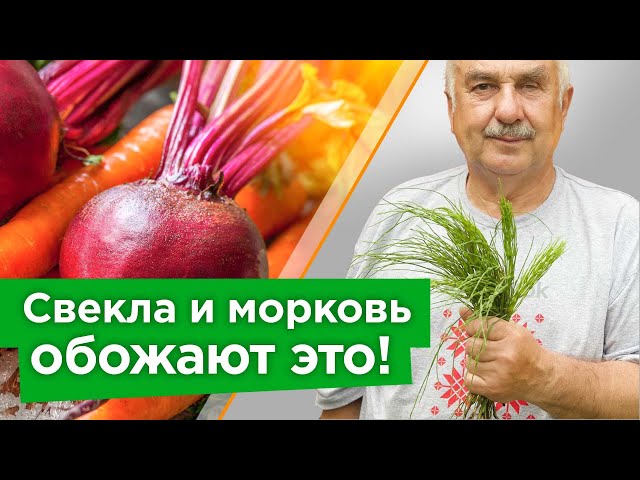 Морковь и свёкла станут сочными, сладкими и будут долго храниться после этой бабушкиной подкормки