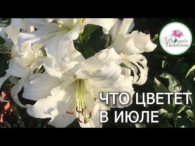 Что цветет в июле