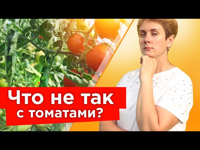 Скручиваются листья томатов