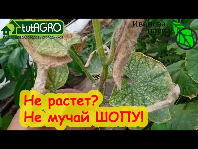 У меня на шопе клещи - что делать