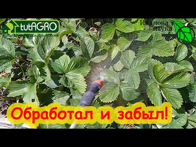 Обработка земляники садовой, клубники после сбора урожая