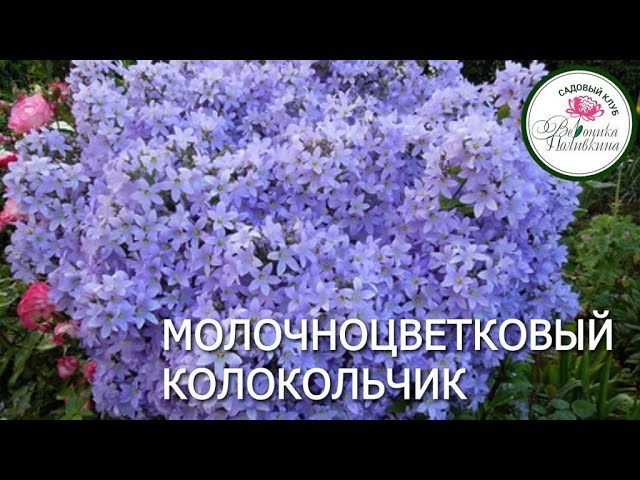 Молочноцветковый колокольчик