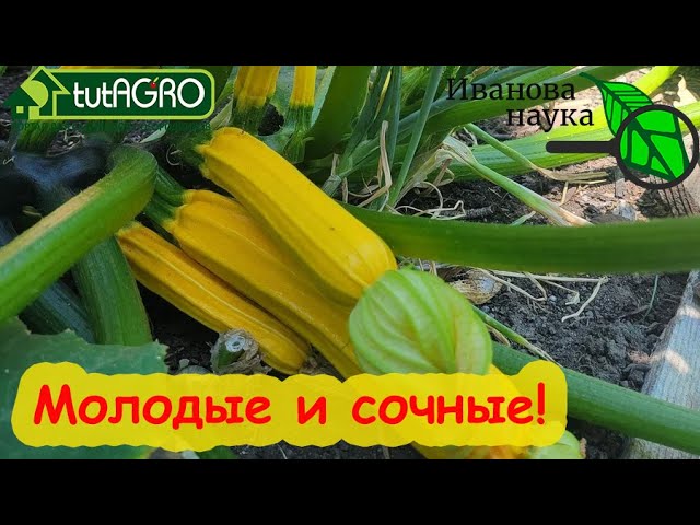 20 овощей для посева в июле на большой урожай