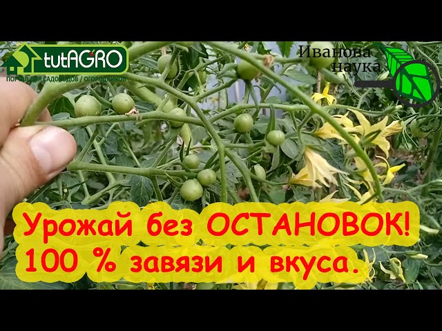 Урожай без остановки