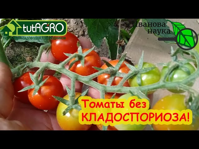 Вот почему мои томаты не болеют
