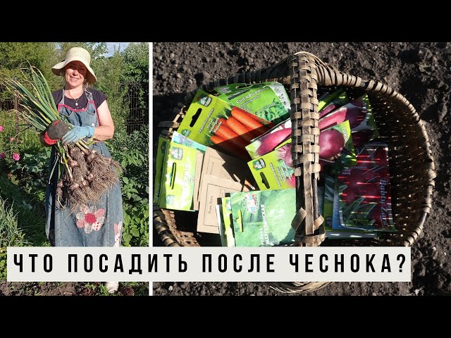 Что посадить после чеснока