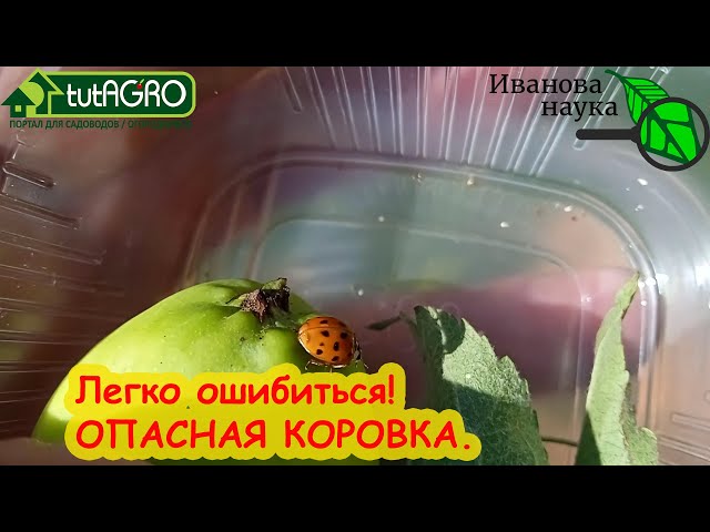 Как бороться с вредной коровкой