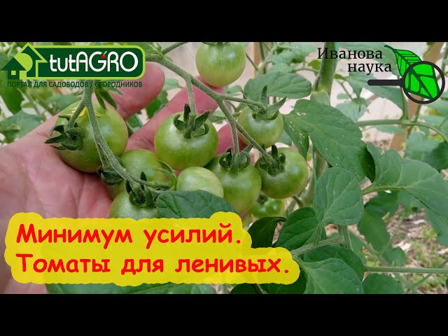 Урожай томатов без затрат и усилий