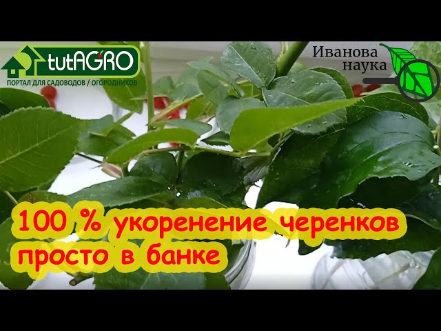 100 % укоренение черенков роз прямо в банке