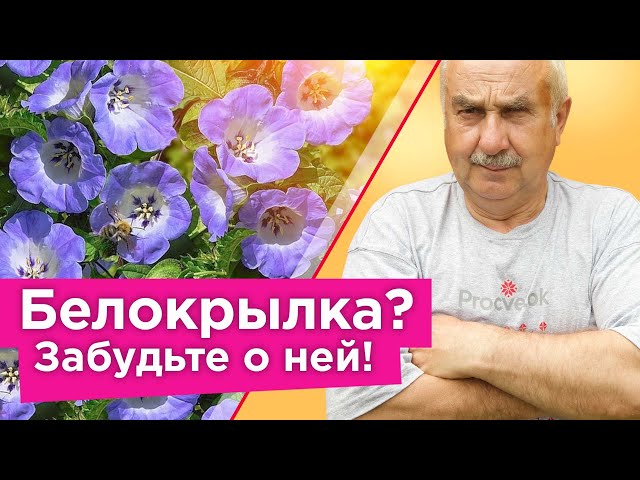 Блокрылка боится этого растения как огня