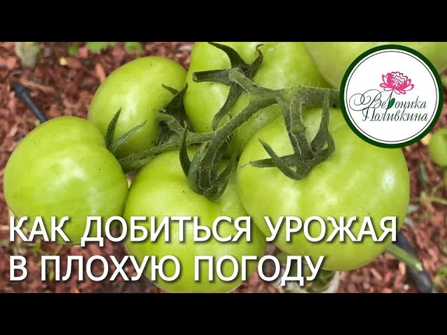 Как получить урожай томатов при плохой погоде