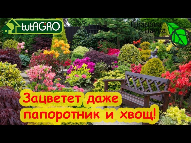 Соседи позавидуют вашим розам, флоксам и всему цветнику