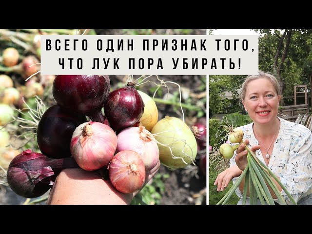 Как узнать, что лук созрел