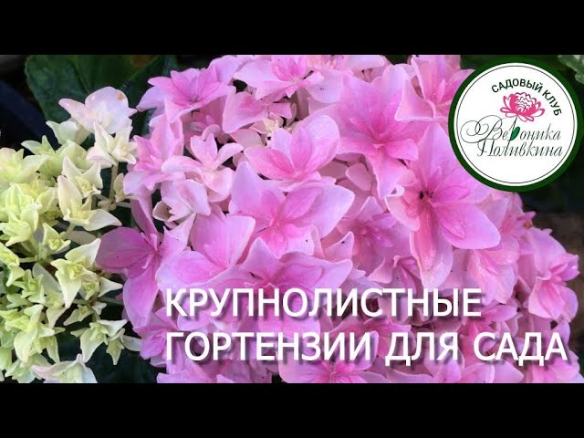 Крупнолистные гортензии