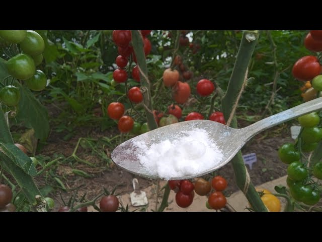 Подкормка томатов на налив верхних кистей