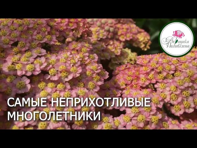 Самые неприхотливые цветы