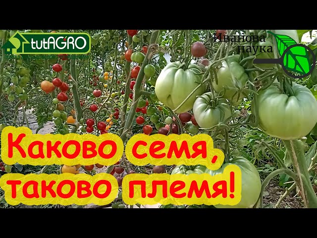 Самые лучшие семена