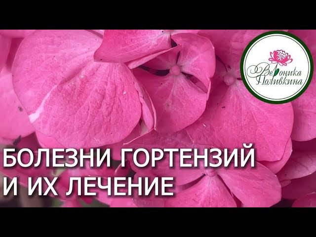 Болезни гортензий и как их лечить