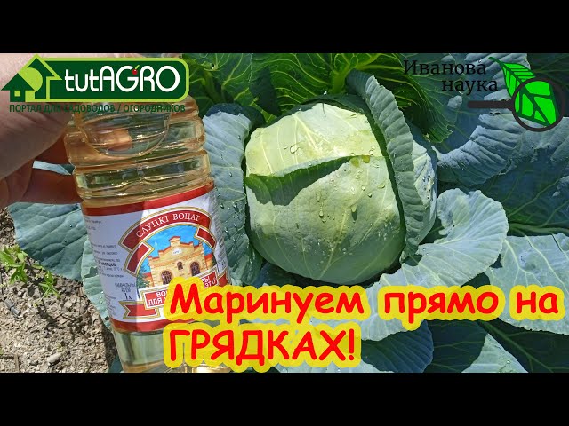 Ошеломляющий результат уксусной подкормки капусты