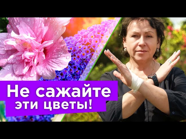 Красивейшие цветы, которые я никогда не посажу, и вам не рекомендую