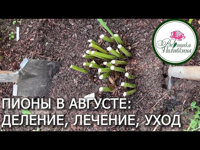 Пионы в августе  деление, посадка, лечение