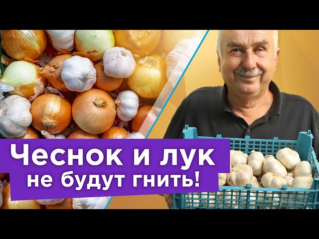 После просушки чеснока и лука сделайте так, чтобы они хранились до нового урожая и не гнили