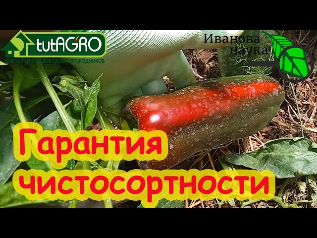 Чистосортные семена своего сбора