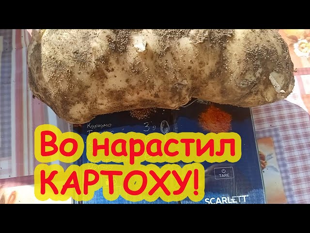 Картофель уродил на славу