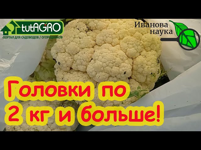 Головки капусты по 2 кг и больше