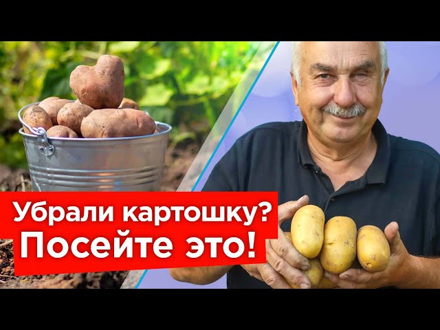 Посейте это сразу после уборки картофеля